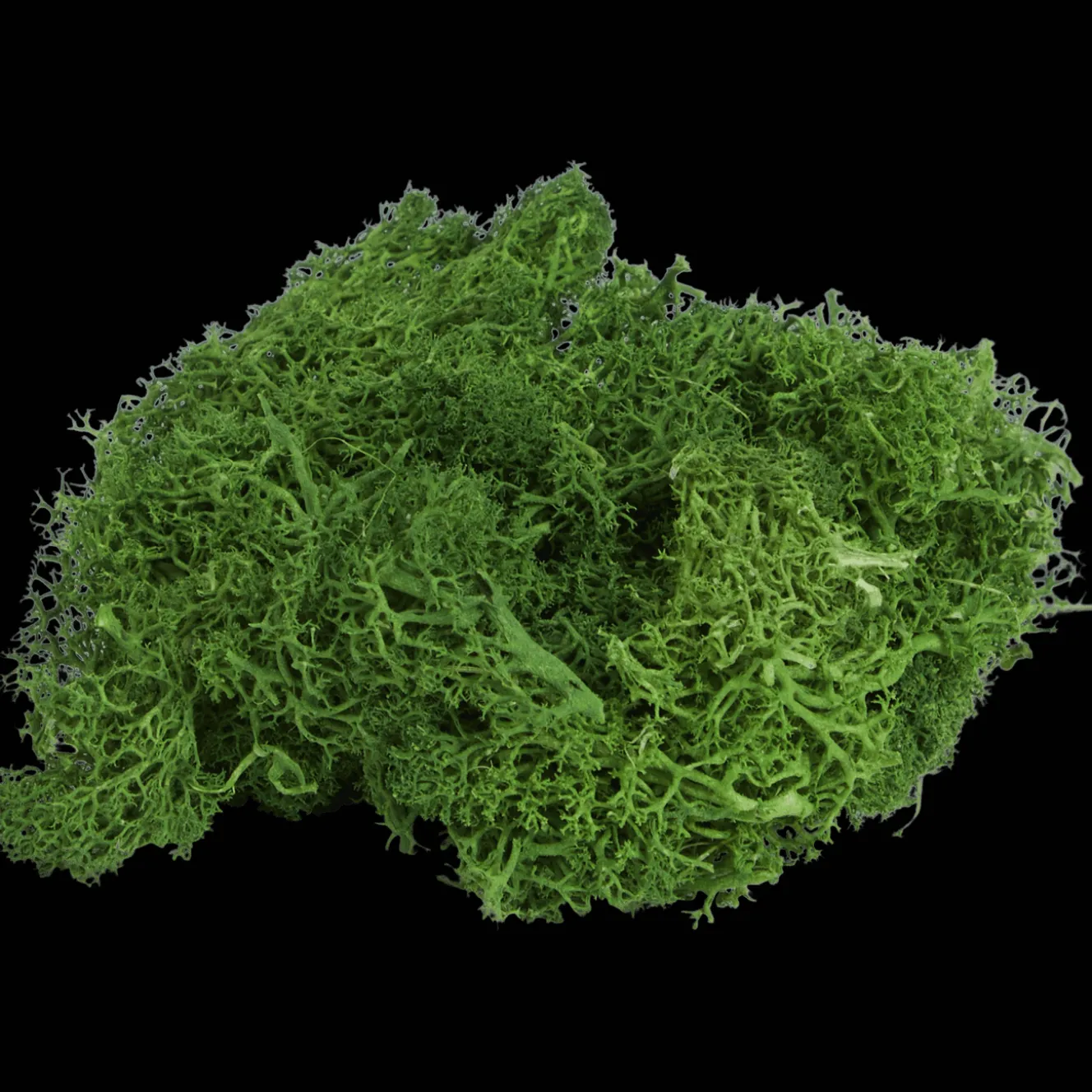 Home Accents decoratief mos