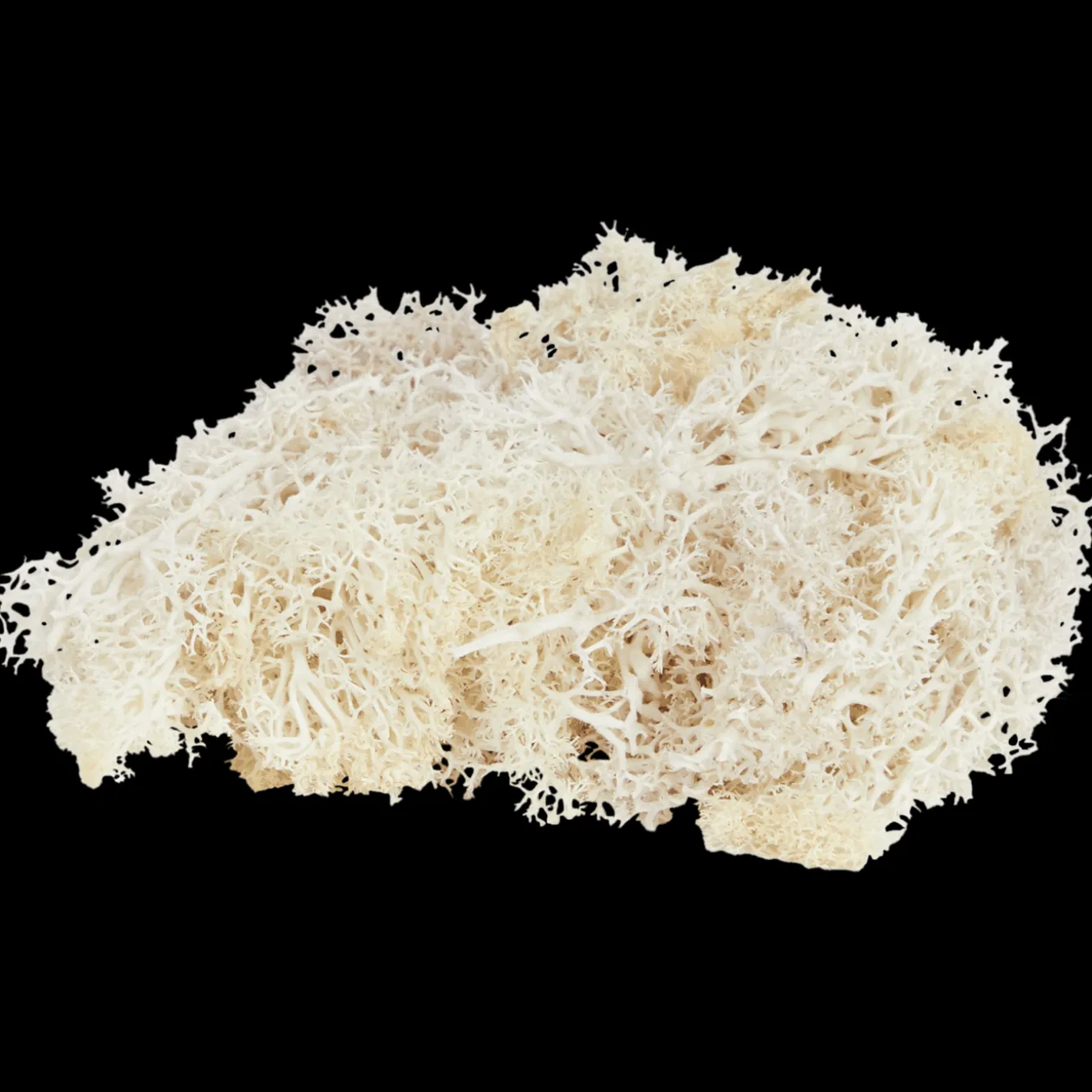 Home Accents decoratief mos